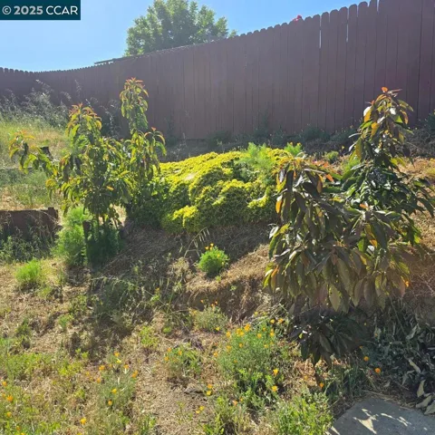 More Avocado trees