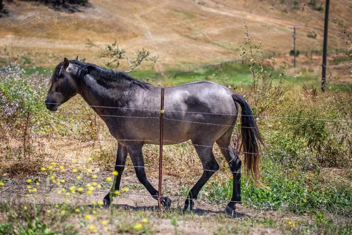 363 Orchard Hill Road, San Juan Bautista, California 95045