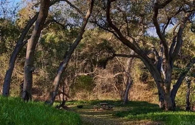 seasonal stream with shade trees and oaks