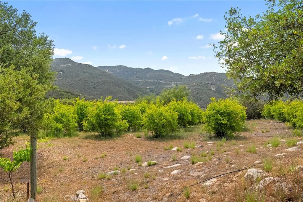 Pomegranate Trees