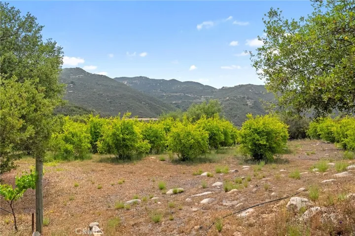 Pomegranate Trees