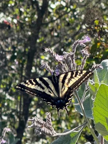 Butterfly on sage plant