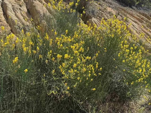 Spanish Broom, blooms every spring/summer