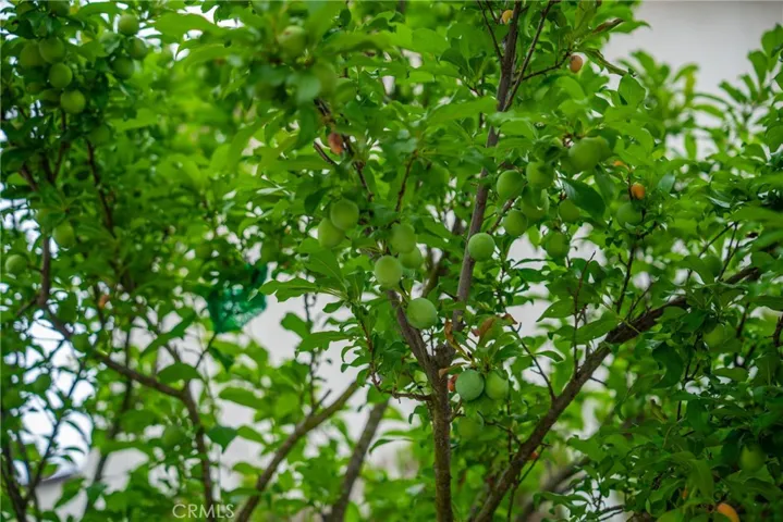 Plum Tree