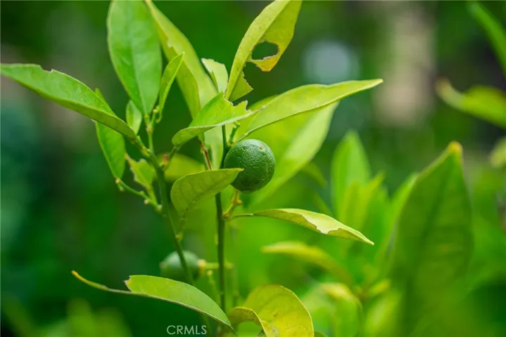 Lemon Tree