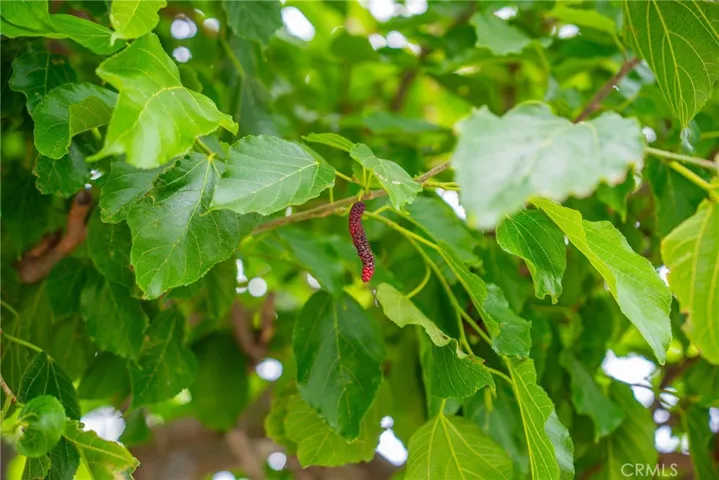 Mulberry Tree