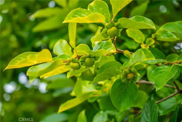 Persimmon Tree