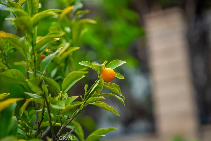 Kumquat Tree