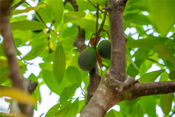 Avocado Tree