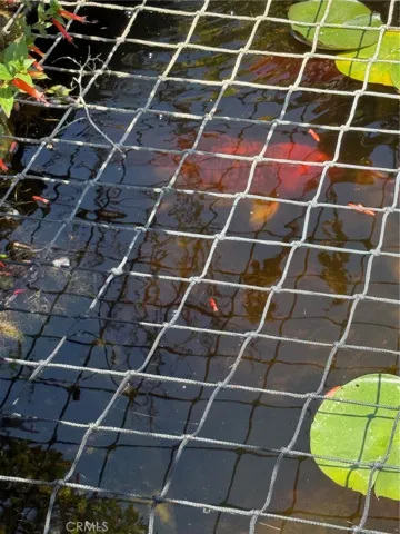 Koi peeking out
