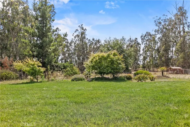 Back yard