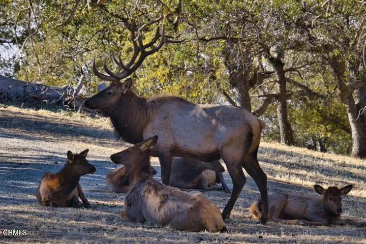 bv elk
