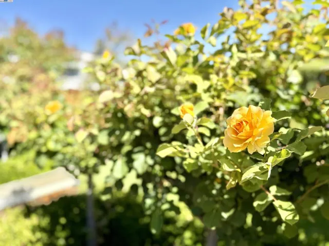 2381 Allegro St, Livermore, California 94550