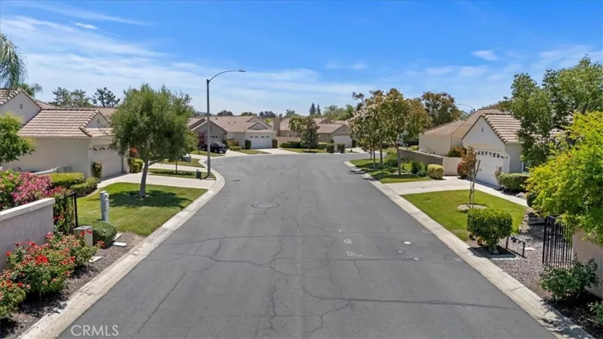 Tree Lined Street