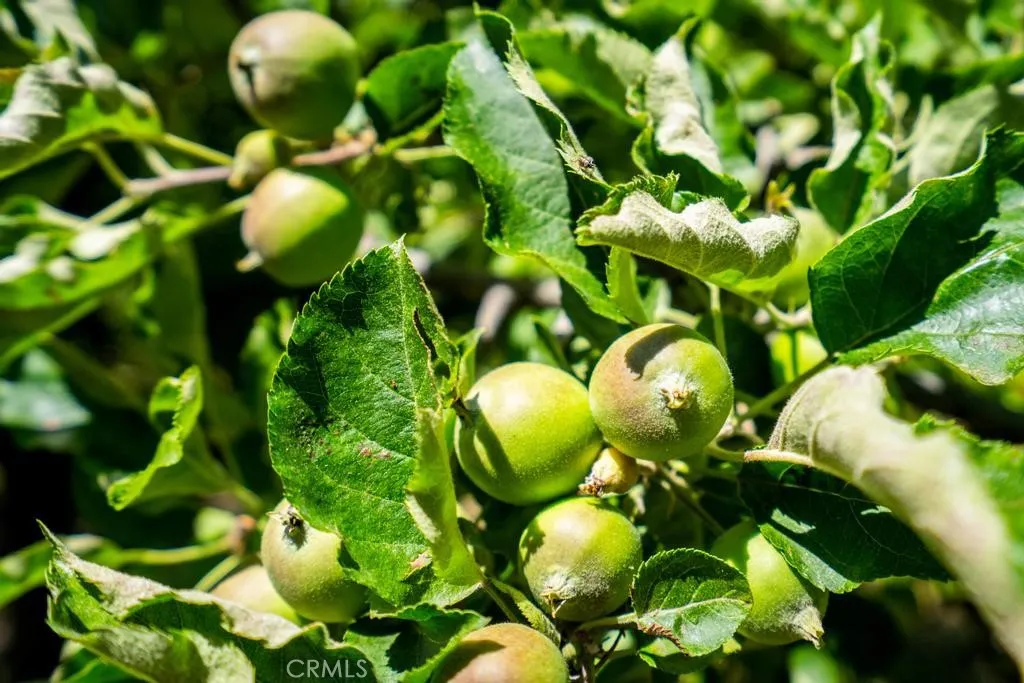 2645 Apple Lane, Julian, California 92036 home-pic-57