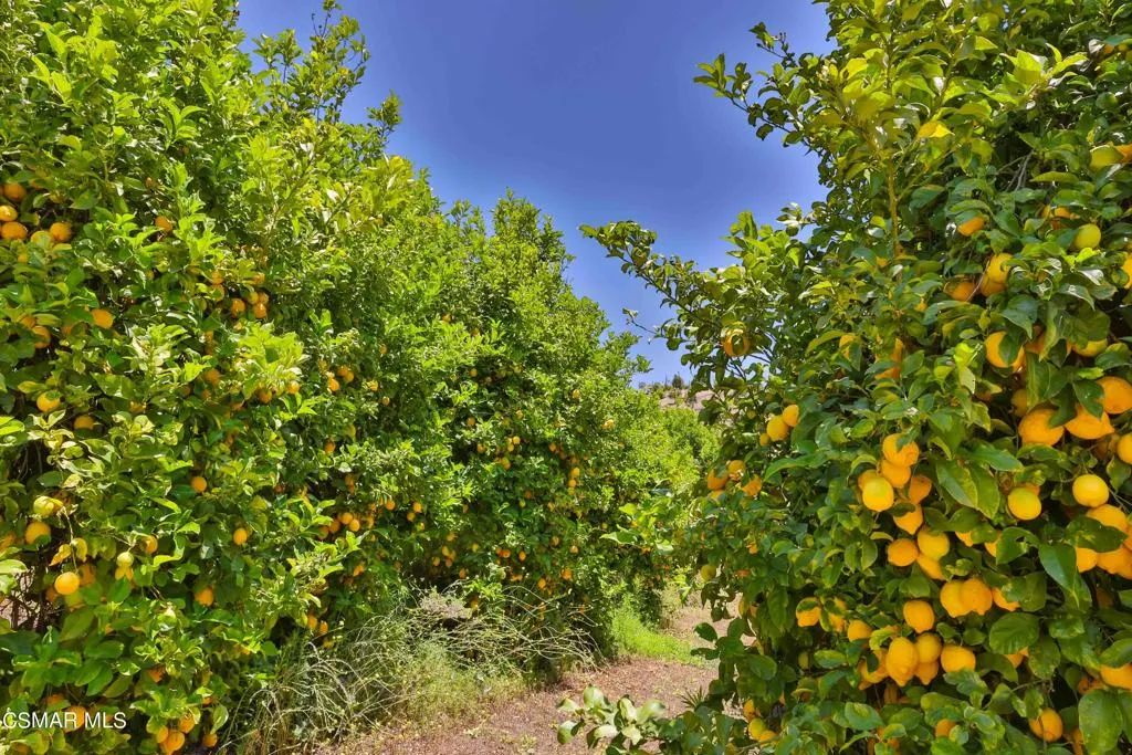 Lemons