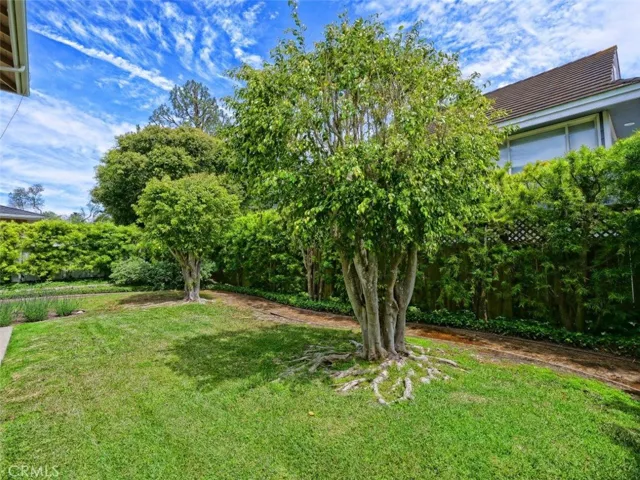 Grassy Backyard