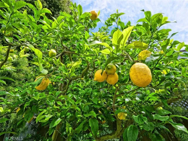 Lemon Tree in Backyard