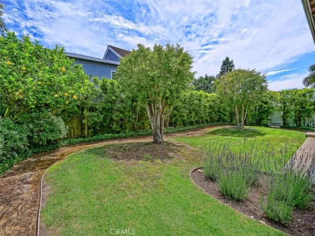 Grassy Backyard