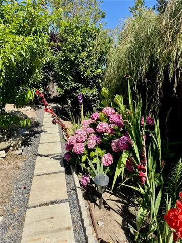 Abundant Hydrangea flowers