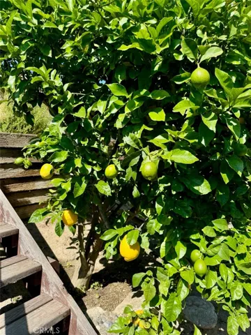 Fruit Tree with Giant Lemons