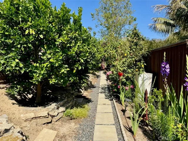Avocado Tree