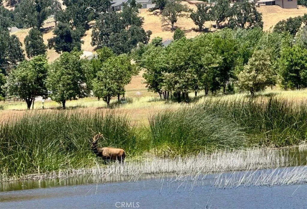 Wild Life