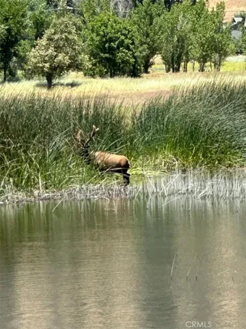 Elk