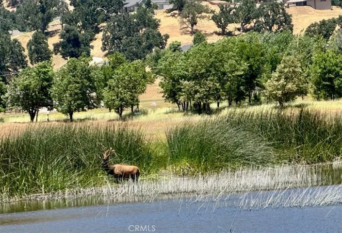 Wild Life