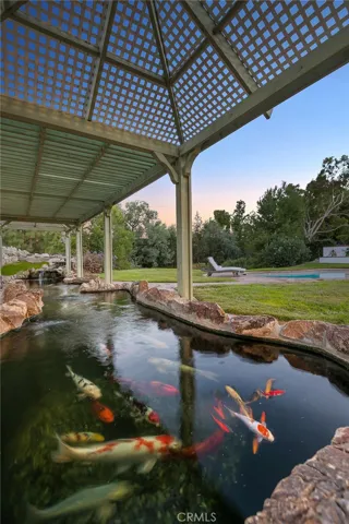 Koi Pond with 39 year Old Koi Fish