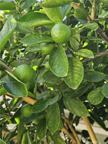 The Limes are coming!