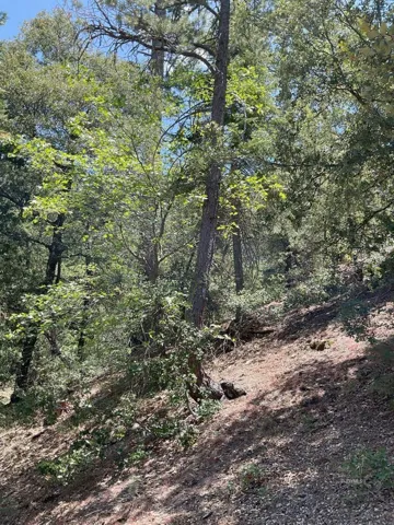 Hillside forest of vacant lot