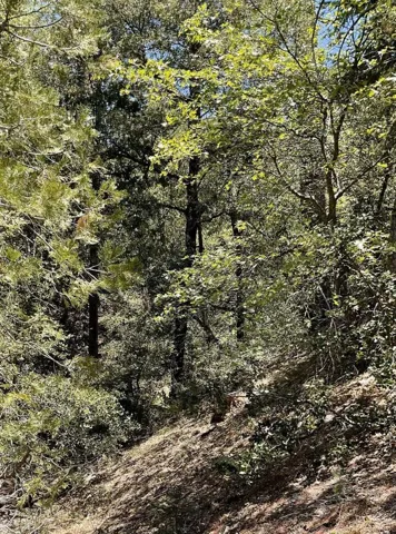Uphill forest into included vacant lot