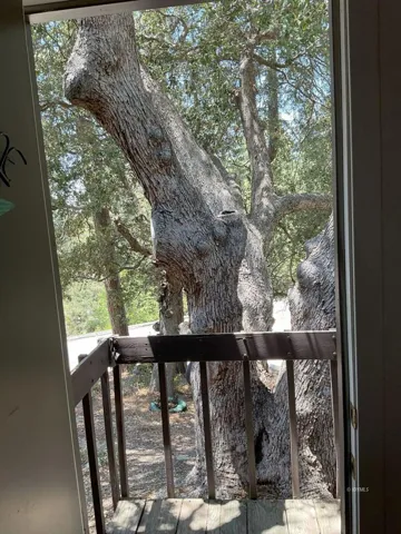 Ancient black oak from entry