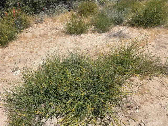goldenrods are in bloom.