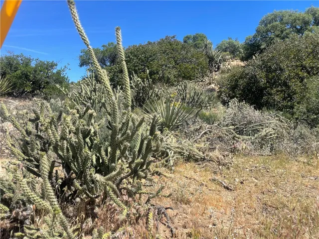 land full of natural foliage