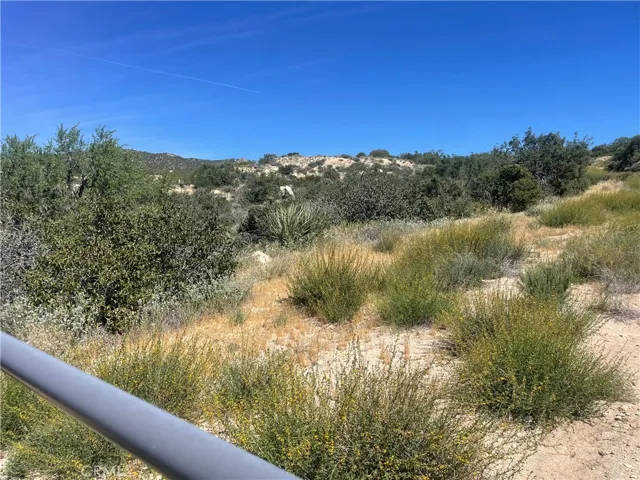 view of goldenrods from the front gate.