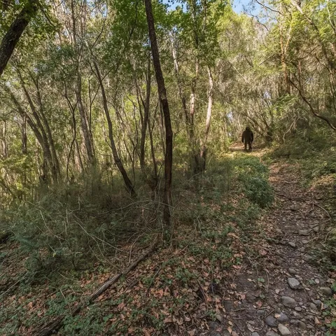 Madrone Avenue, Felton, California 95018