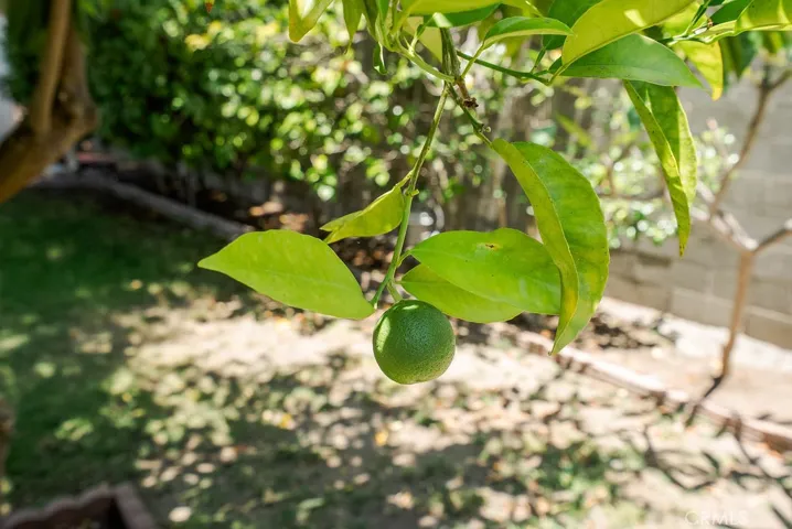 Orange tree
