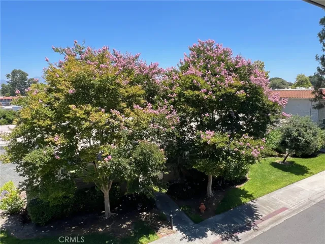 Beautiful Trees
 View