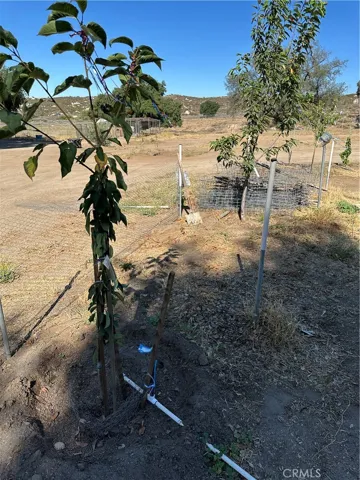 Fruit trees.