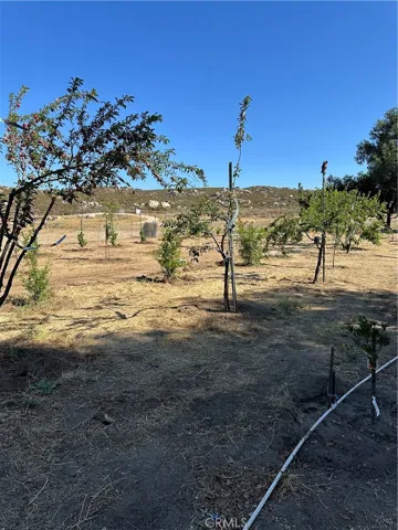 Fruit trees.