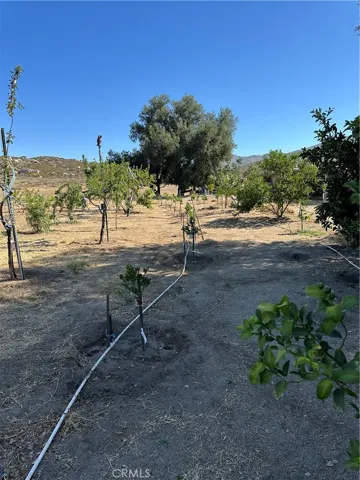 Fruit Orchard.