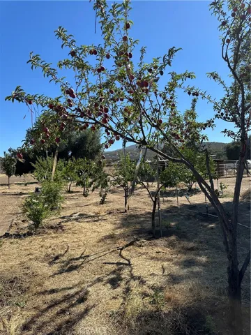 Fruit Orchard.