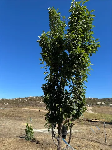 Orchard.