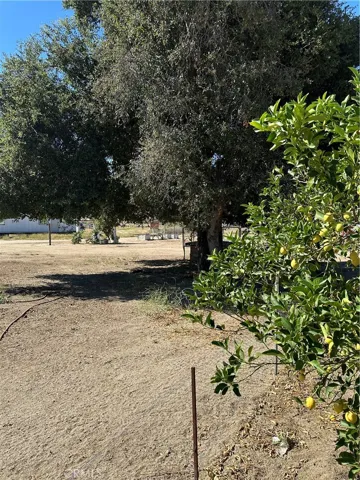 Fruit trees.