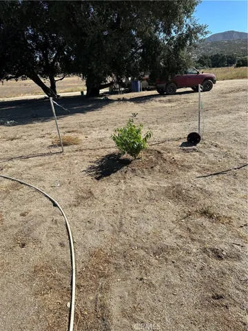 Fruit tree.