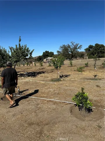 Orchard.