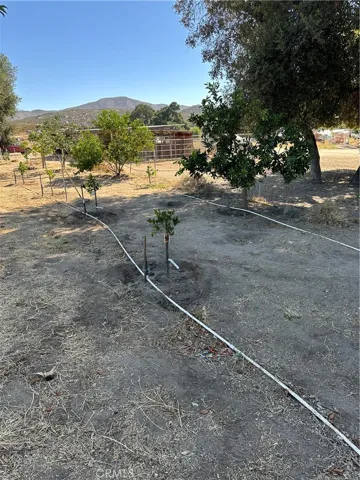 Fruit trees.