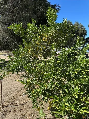 Fruit Trees (Lemon)